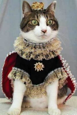 Laquelle choisir? Funny-cat-picture-cat-king